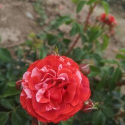 Набор роз из 10 сортов (Микс сортов)