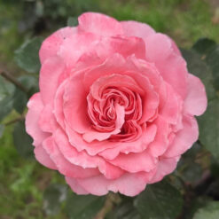 Набор роз из 5 штук (Микс сортов)