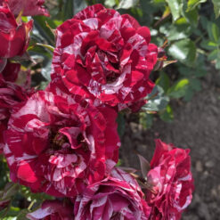 Набор из 5 пограничных троянцев (Микс сортов)