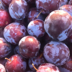 Саженец сливы « Общее"