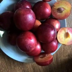 Рассада сливы- Алыча « Комета"