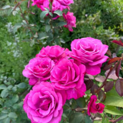 Саджанець чайно-гібридної троянди"Блю Вандер"