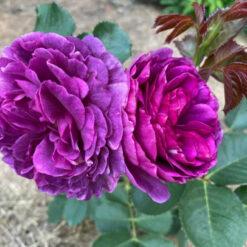 Саджанець чайно-гібридної троянди"Міневра"