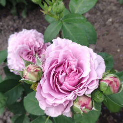 Рассада чая- гибридная роза "Лаванда Айс"