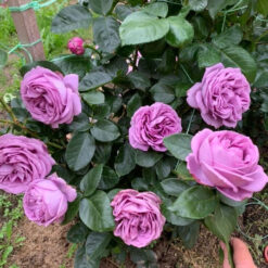 Саженец чайно-гибридной розы "Horse Blue"