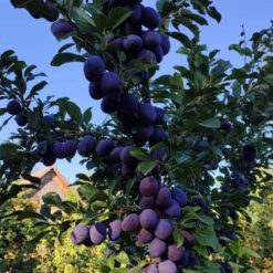 Саженец сливы « Stanley"