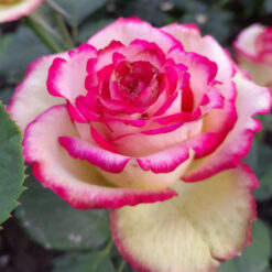 Рассада чайно-гибридной розы «Эсперансо»"