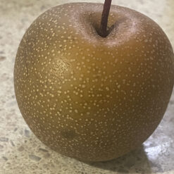 Рассада азиатской груши «Секуи»"