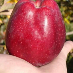 Старкримсон