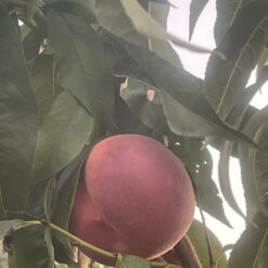Персик Роял Маджестик