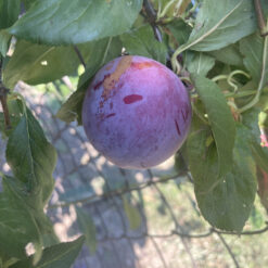 Рассада сливы «Прайм Тайм» "