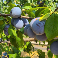 Саженец сливы « Президент "