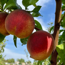 Пич Коллинз