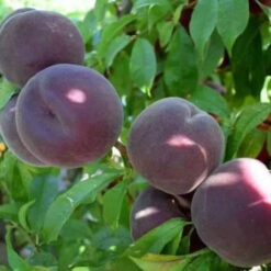 Мечта о персиковом мире