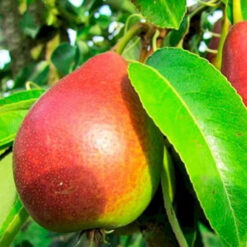 Саженец груши « Лесная красавица"