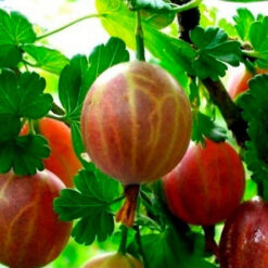 Саджанець крижовніка « Безшипий"