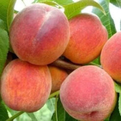 Персиковая лоза золотая