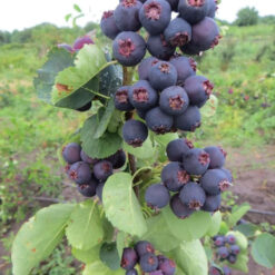 Саджанець ірги