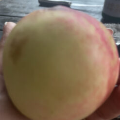 Сасанескь нактаринина Сук