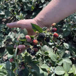 Саженец ежевики Thorn Free