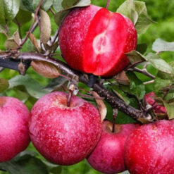 Байя Мариса