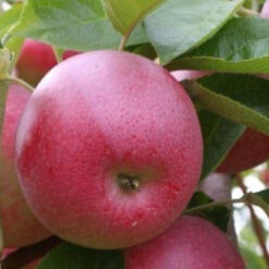 Слава победителям