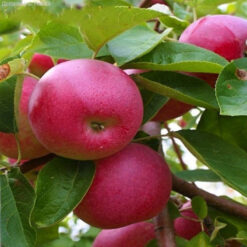 Эрли Женева