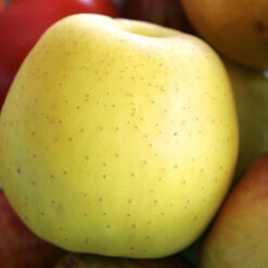 Голден Делишес 2 года