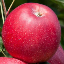 Празднество