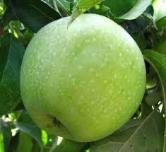 Ранет Семеренко