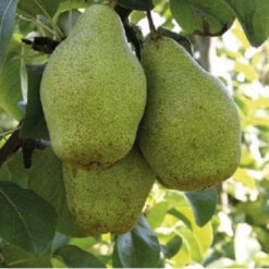 Рассада груши « Стрыйска"