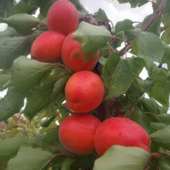 Саджанець абрикоса « Том кот"