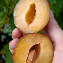 Рассада сливы « Top Hit "