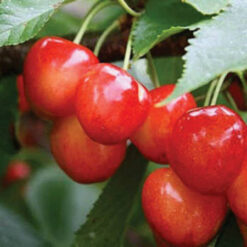 Саженец вишни « Наполеон розовый "