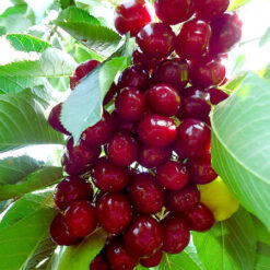 Саженец вишни « Regina"