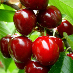 Саженец вишни « Крымский нарядный "