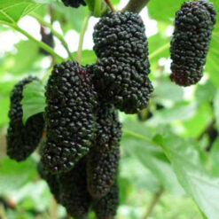 Саженец шелковицы Черная королева