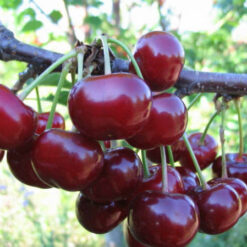 Саженец вишни « Норд Стар "