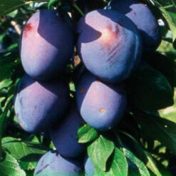 Саженец сливы « Президент "