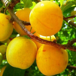 Саженец сливы « Мед"