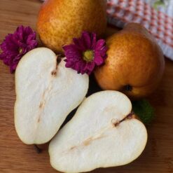 Рассада груши «»Bera Bosca"