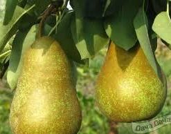 Рассада груши «Вижница»