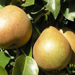 Сажанец груши Мария