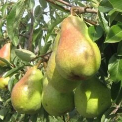 Рассада груши « Delbaru "