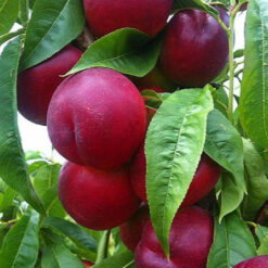 Сарканесь нактарини