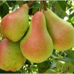 Саженец груши "Bera Duchess" лето