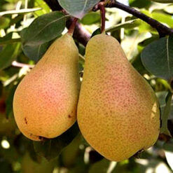 Саженец груши « Williams"