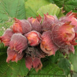 Саженец фундука Варшавский