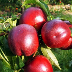 Сазанесанесь нектарина T�