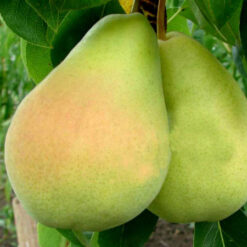Рассада груши «Милена»"